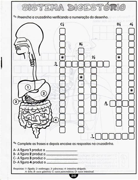 Atividades Sobre O Sistema Digestivo