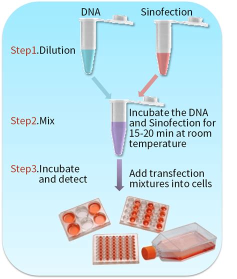 Transfection Protocol Of Adherent Cho K1 Cells 96 Well Plate Sino