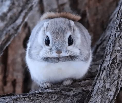 🔥 Japanese dwarf flying squirrel : r/NatureIsFuckingLit