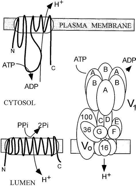 Structures Of The 100 KD PM H ATPase Top The 81 KD H PPase Lower