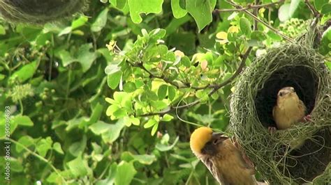 A Male Baya Weaver Bird Ploceus Philippinus Tries His Hand At