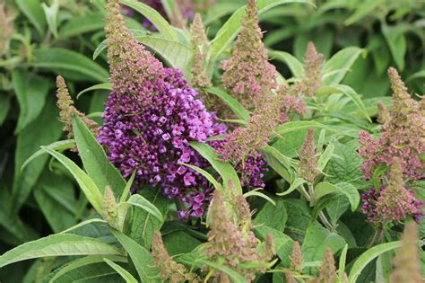 Zwerg Schmetterlingsflieder Zwerg Sommerflieder Butterfly Candy ® Little Lila Buddleja