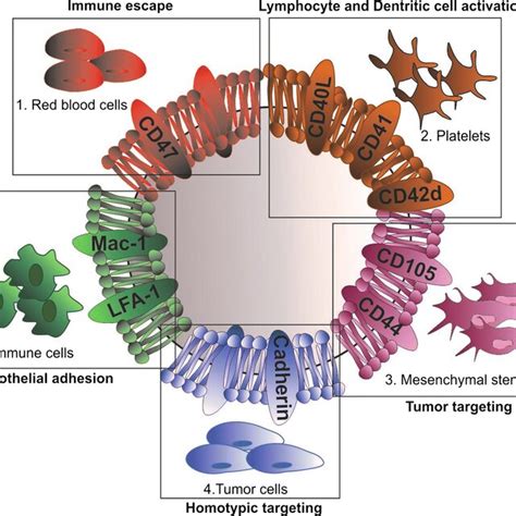 Schematic Illustration Of An Empty Biomimetic Nanoparticle Np