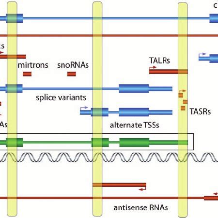Overview of pervasive transcription and its implications on the gene ...