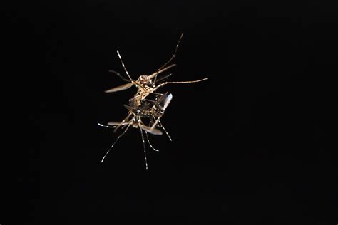 Mosquito Sex Protein Could Provide Key To Controlling Disease