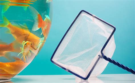 Best Aquarium Nets Top 4 For Fish Handling 30 Tested