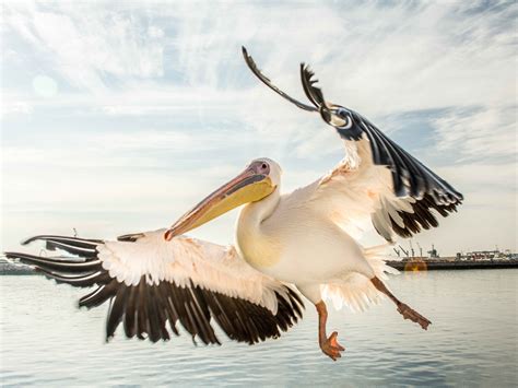 Pelicans Kymberly Antoine