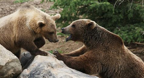 Best Wild Animal Sanctuaries In Colorado - CBS Colorado