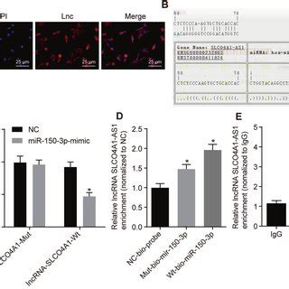 SLCO4A1 AS1 Downregulates The Expression Of MiR 150 3p Elevating The