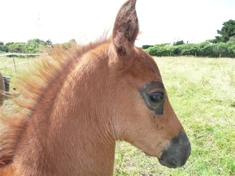 O En Tes Vous Avec Vos U Forum Cheval