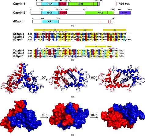 Iucr Crystal Structure Of A Dimerization Domain Of Human Caprin 1