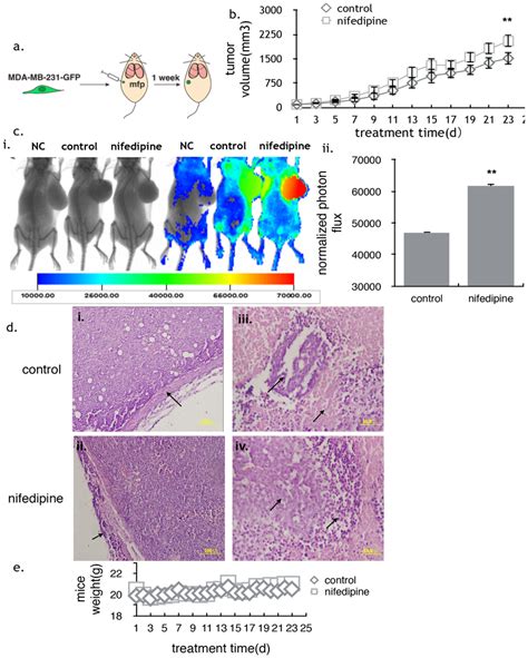 The Effect Of Nifedipine On The Nude Mice In Vivo A Nude Mice Were