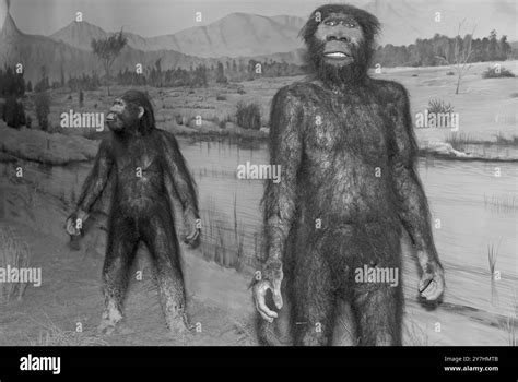 Lucy hominid australopithecus hi-res stock photography and images - Alamy