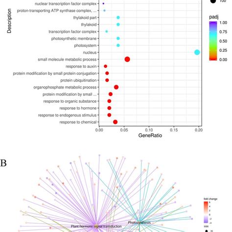 Functional Annotations Of Transcriptome A GO Enrichment Analysis Of