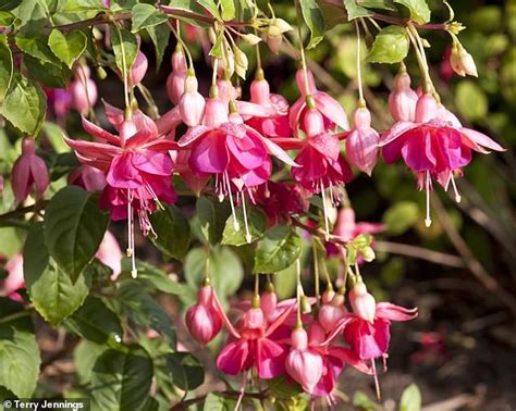 The Fuchsias Bright These Colourful Versatile Flowers Look Exquisite