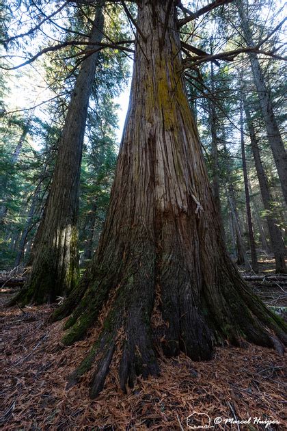 Marcel Huijser Photography Western Red Cedars Thuja Plicata