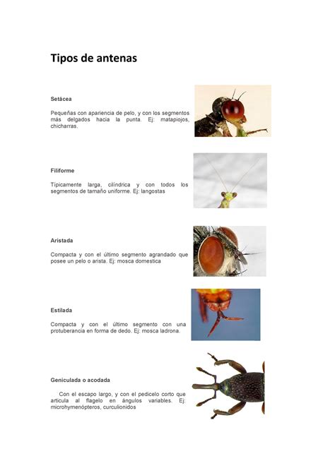 Tipos de antenas en insectos Tipos de antenas Setácea Pequeñas con