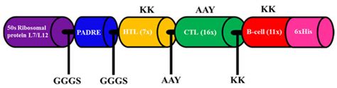 Biology Free Full Text Design Of A Chimeric Multi Epitope Vaccine