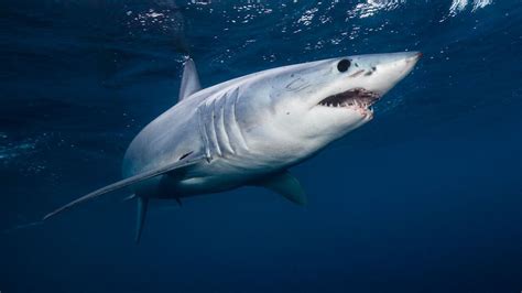 Threatened shark meat is being served as fish and chips in Australia ...