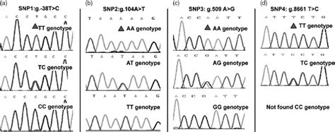 Sequence Chromatograms Of Fragments At Four Single Nucleotide Download Scientific Diagram