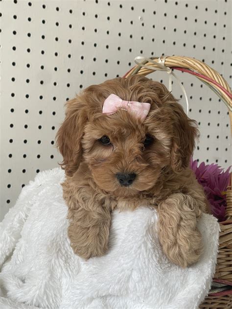 Stella Cavapoo Puppy For Sale In Penn Yan Ny Lancaster Puppies