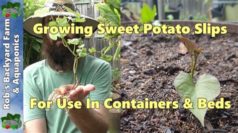 How To Grow And Plant Sweet Potato Slips In Containers And Beds Youtube