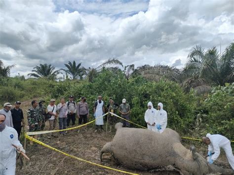 Gajah Ditemukan Mati Keracunan Di Perkebunan Sawit Aceh