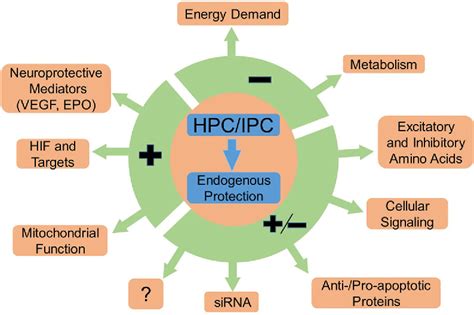 Figure 1 From Hypoxic Preconditioning Hpc History And