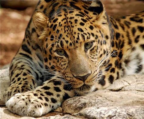 Preservando Al Majestuoso Leopardo Del Amur Al Borde De La Extinci N