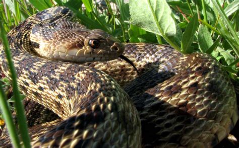 Information about "typical gopher snake.jpg" on snakes - Davis - LocalWiki