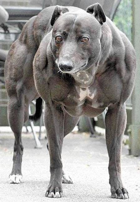 Meet the World's Biggest Dog