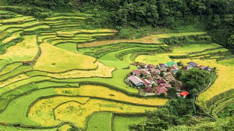 Chiêm Ngưỡng Vẻ đẹp độc đáo Của Ruộng Bậc Thang Cordillera