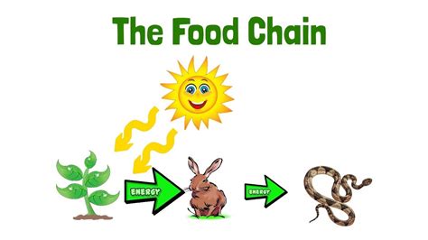 Food Chain Examples For Kids