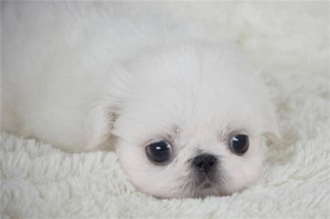 Beautiful Pekingese puppies- Rare Colour White for sale in Chatham ...