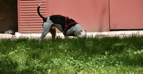 Почему собака ест чужой кал или свой: причины и варианты решения