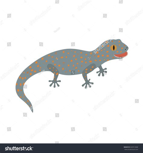 Tokay Gecko Calling Gecko Isolate White Stock Vector Royalty Free