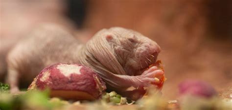 The Promise Of Naked Mole Rat Longevity Genes Happiest Health