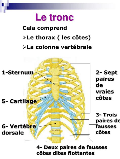 Ppt Le Syst Me Locomoteur Les Os Powerpoint Presentation Free