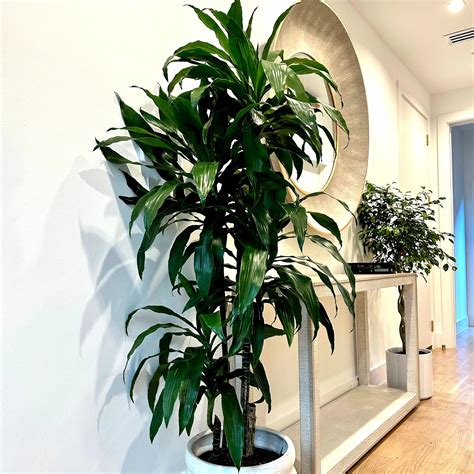 Dracaena Lisa Popular Modern House Plant In 2024 Indoor Plants