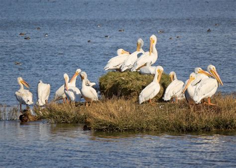 Exploring Pulicat Lake in a day