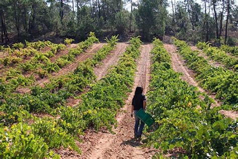 El Ministerio De Agricultura Pesca Y Alimentaci N Convoca La Ix