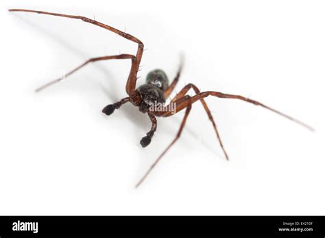 Pedipalp pedipalps High Resolution Stock Photography and Images - Alamy