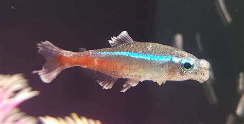 The A Z Of Neon Tetra Disease Tankofish