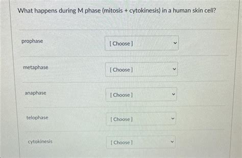 Solved What happens during M phase (mitosis + cytokinesis) | Chegg.com