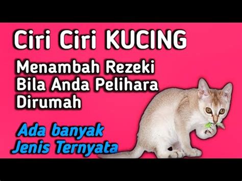 Kucing Pembawa Rezeki Bila Dipelihara Dirumah YouTube