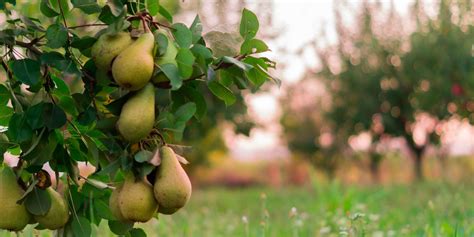 Which Pear Tree Belongs in Your Yard?