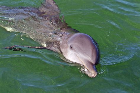 Cuban Dolphin Chris Pawluk Flickr