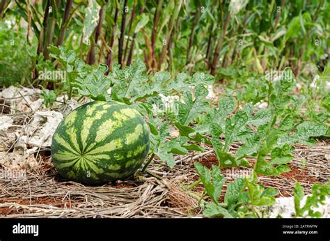 Watermelon Garden Stock Photo - Alamy