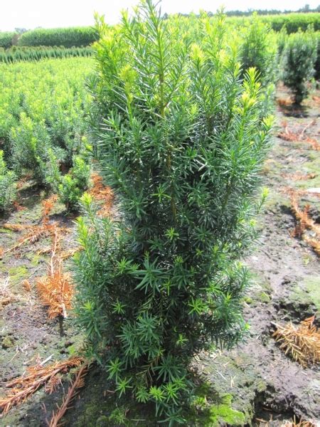 Taxus Media Hicksii Fruchtende Bechereibe