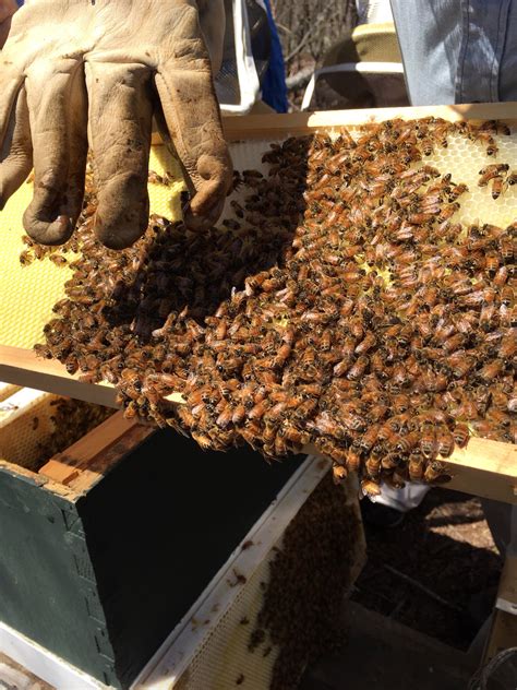 A Closer Look at Animals on the Farm (Part Three): Bees